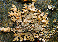 ��������� ��������