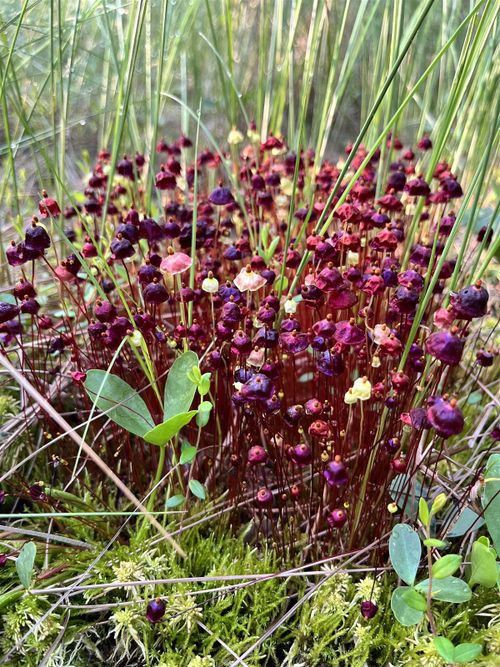 �������� �������