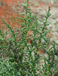 �������� �����������