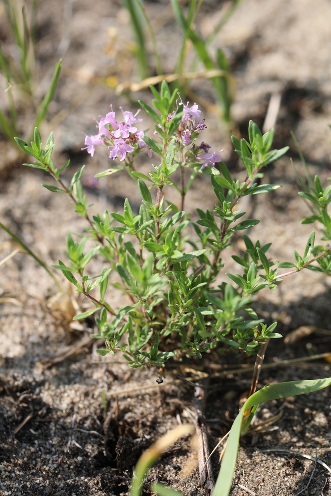 ������ ��������