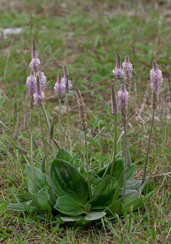 ���������� �������