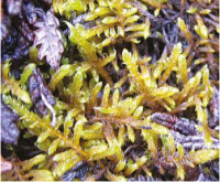 ��������� ��������