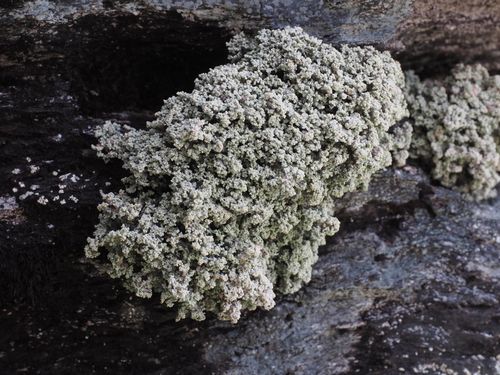 ������������ ������������