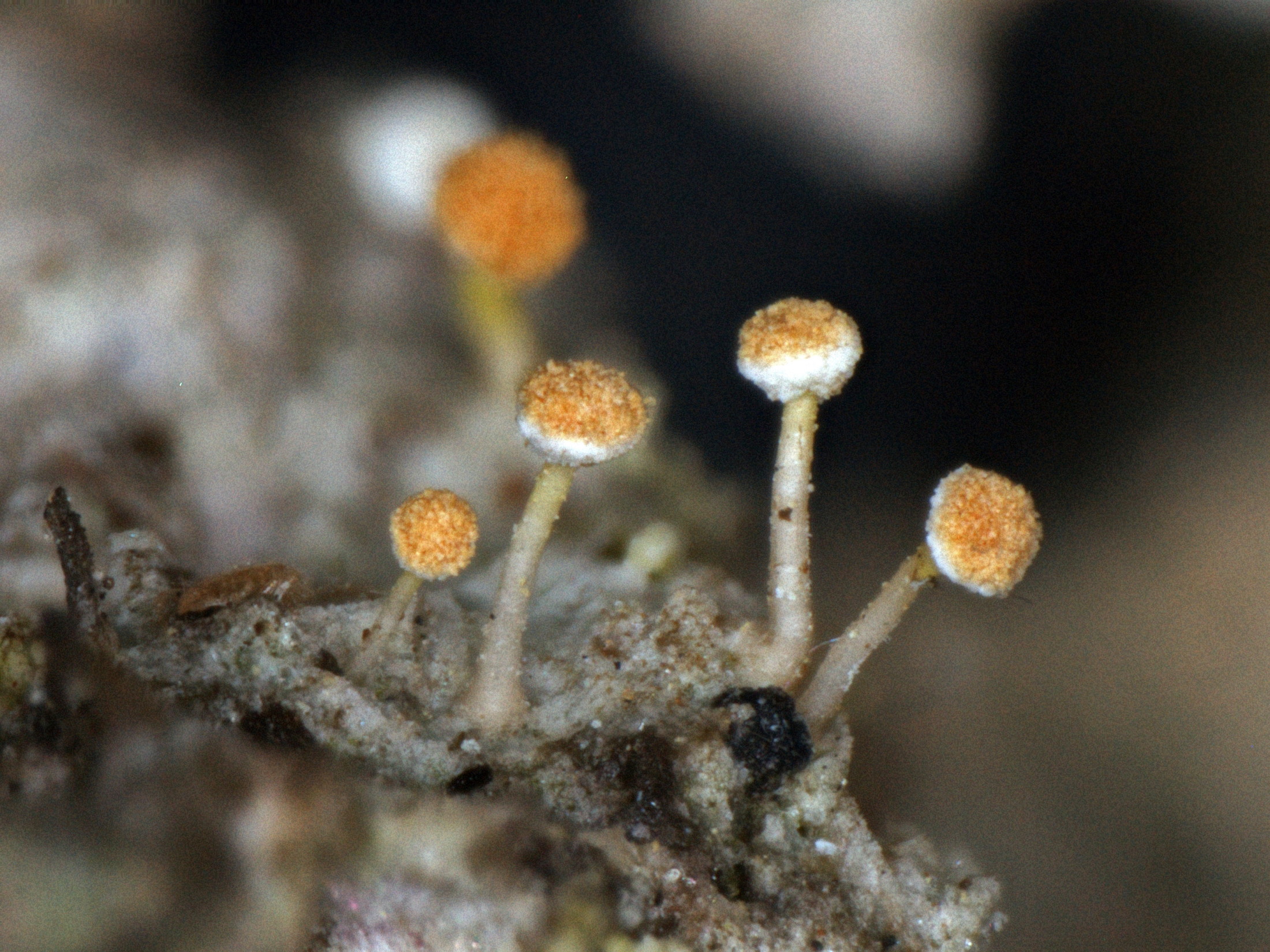 ���������� �������