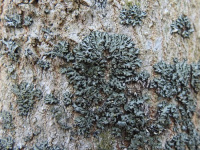 ��������� ��������������, ��������� �������-�������