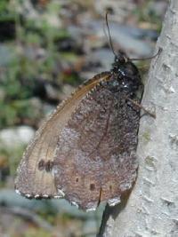 ����� ����