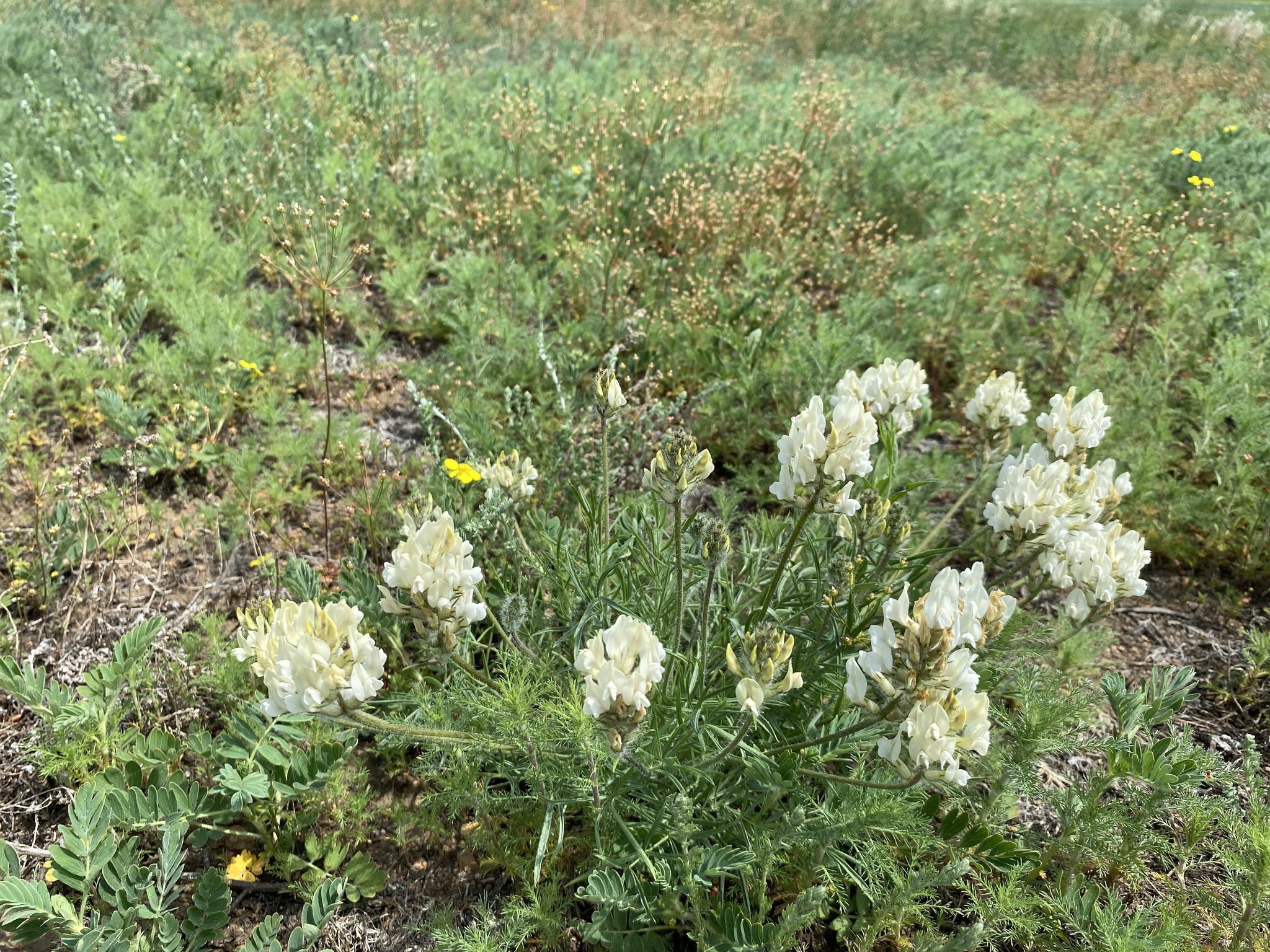 ������������� ������������