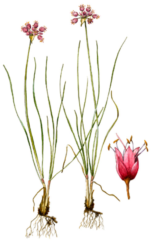 ��� ������������