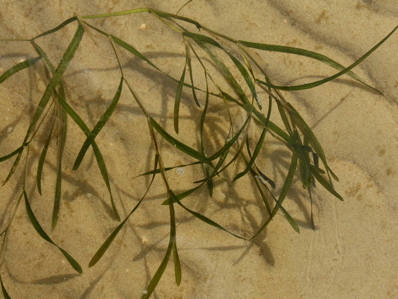 ����� ����������