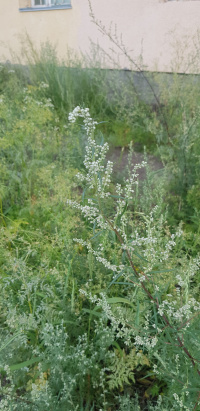 ������ �����������