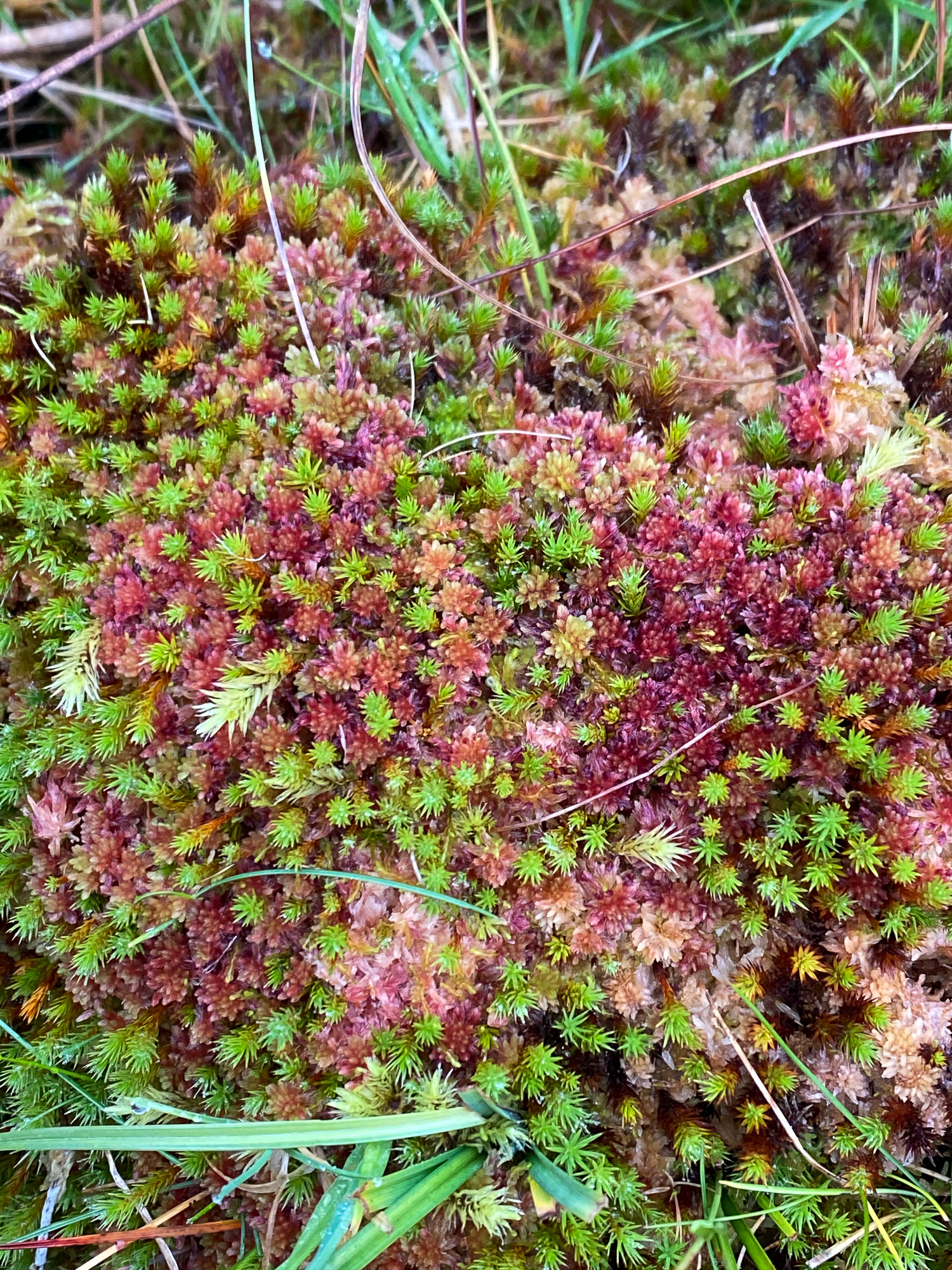 ������� �����������