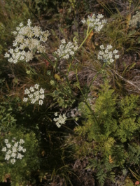 ��������� �����������