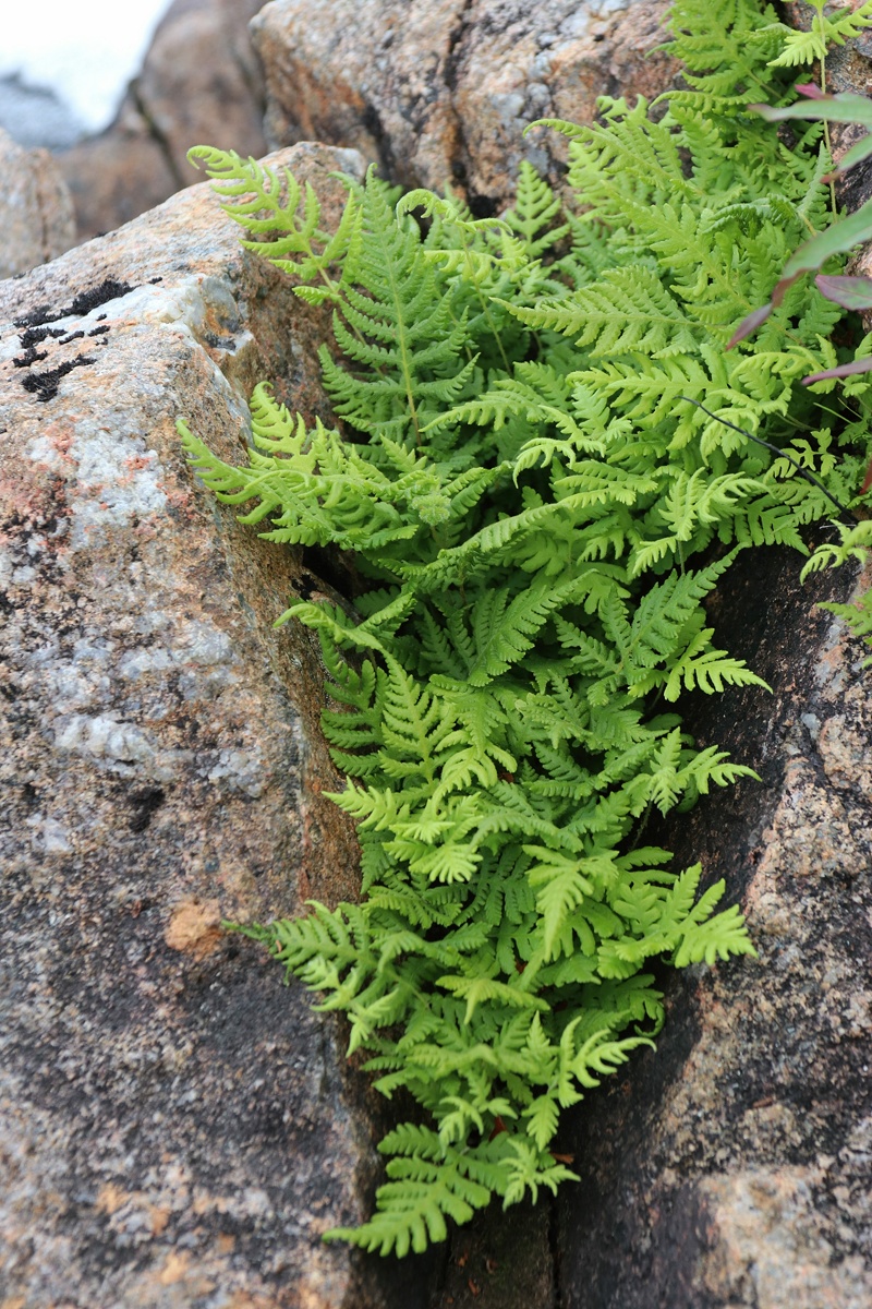 ���������� �����������