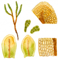 ���������� ���������