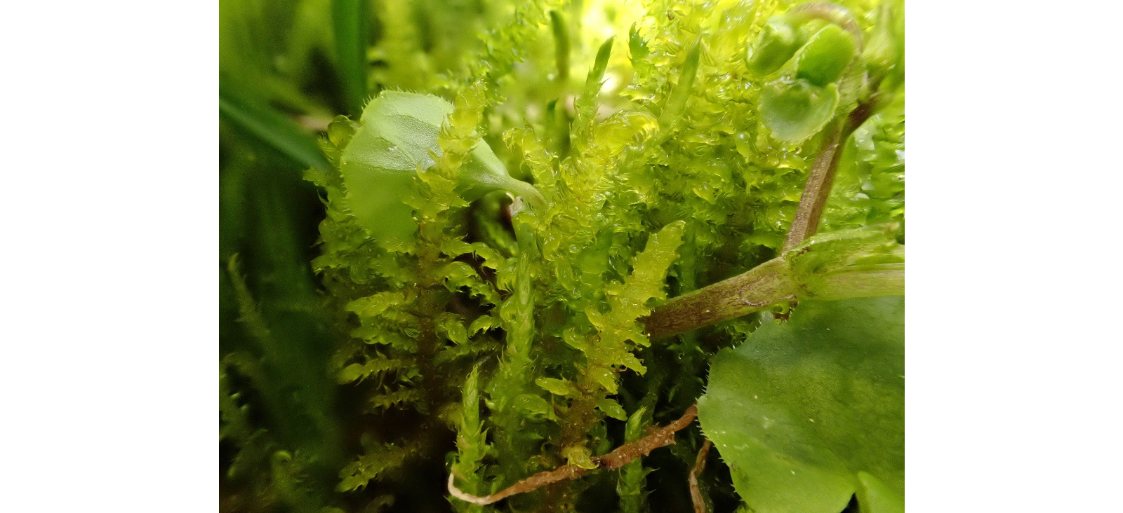 ������������ ����������