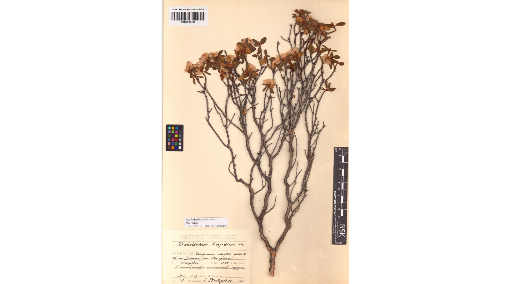 ����������� ���������