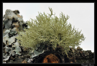 ����� �����������