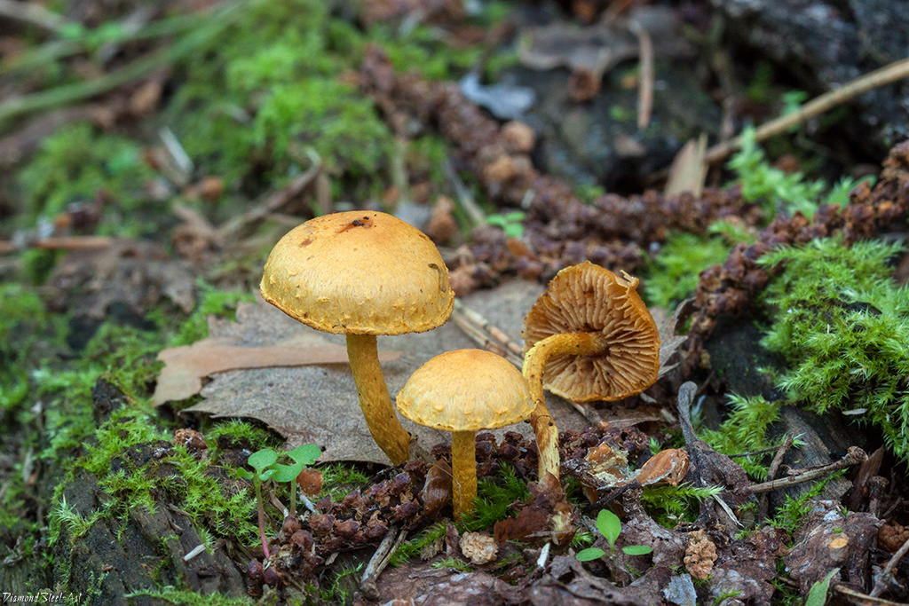 �������������� ��������