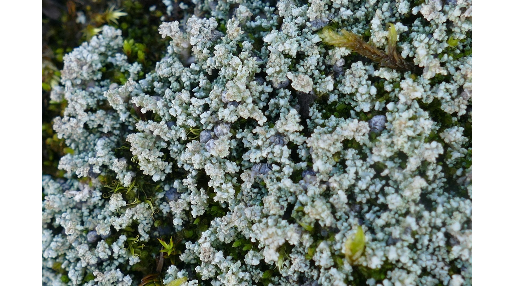 ������������ �����������