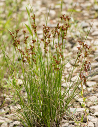 ������ ����������