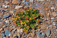 ������� �����������������