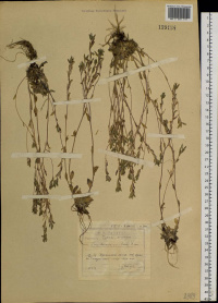 ������ ���������