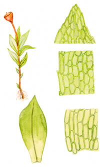 ������������ �����������