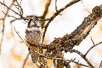 ���������� ����