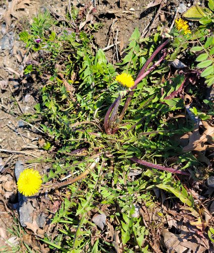 ��������� ��������������