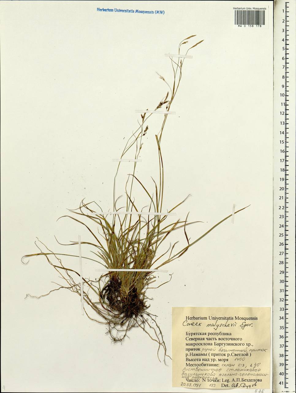 ����� ��������