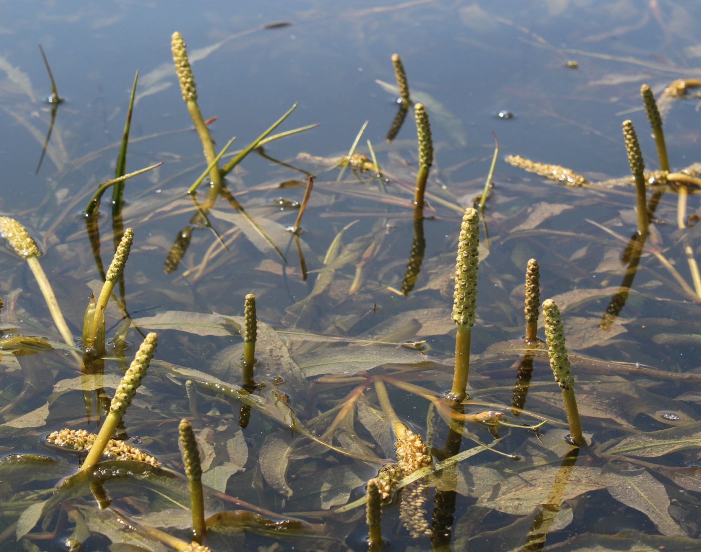 ����� ���������