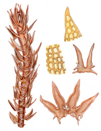 ������������ ����������