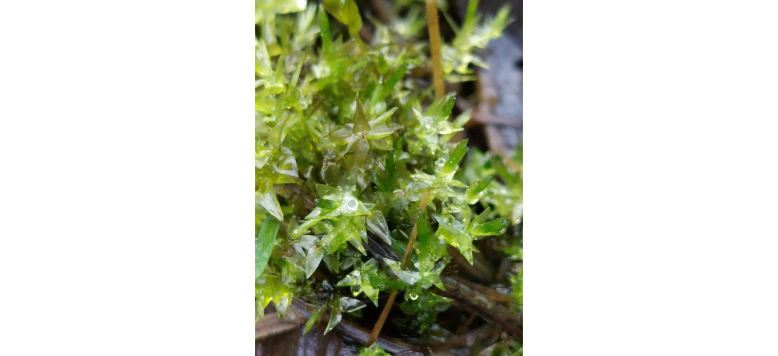 ���������� �������������