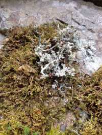 ������������ �����, ������������ ����������