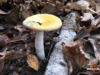 �������� ������