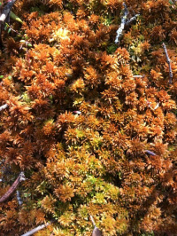 ������� �������