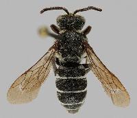 Aglaoapis tridentata 