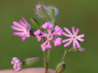 �������� ��������