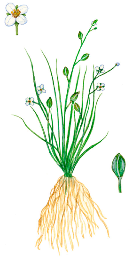 ����������� �������