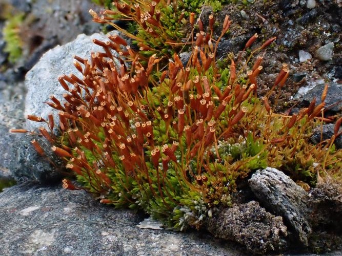 ������� ������������