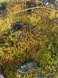 ���������� ��������������