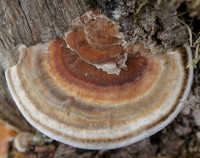 �������� �������, �������� ���������