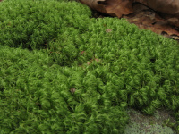 �������������� �������������