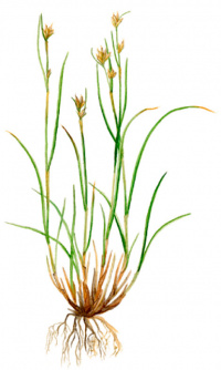 ��������� �����