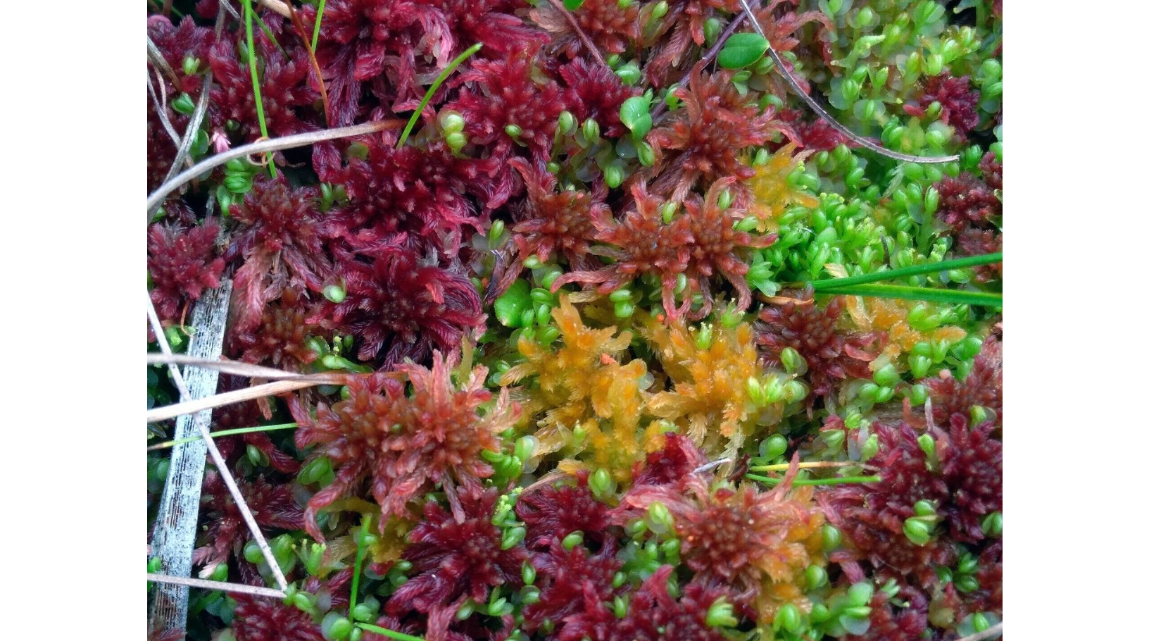 ������� ����������