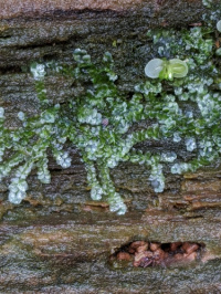 ���������� ���������