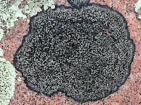 ���������� (��������)��������