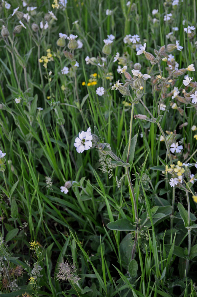 �������� �������